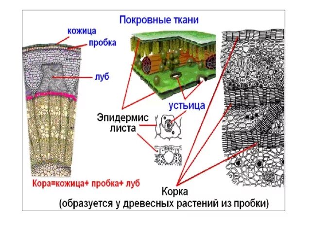 Покровная ткань настоящая фото Покровные ткани растений кожица