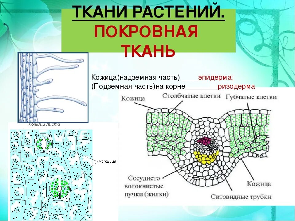 Покровная ткань растений фото Функция растительной ткани покровной ткани