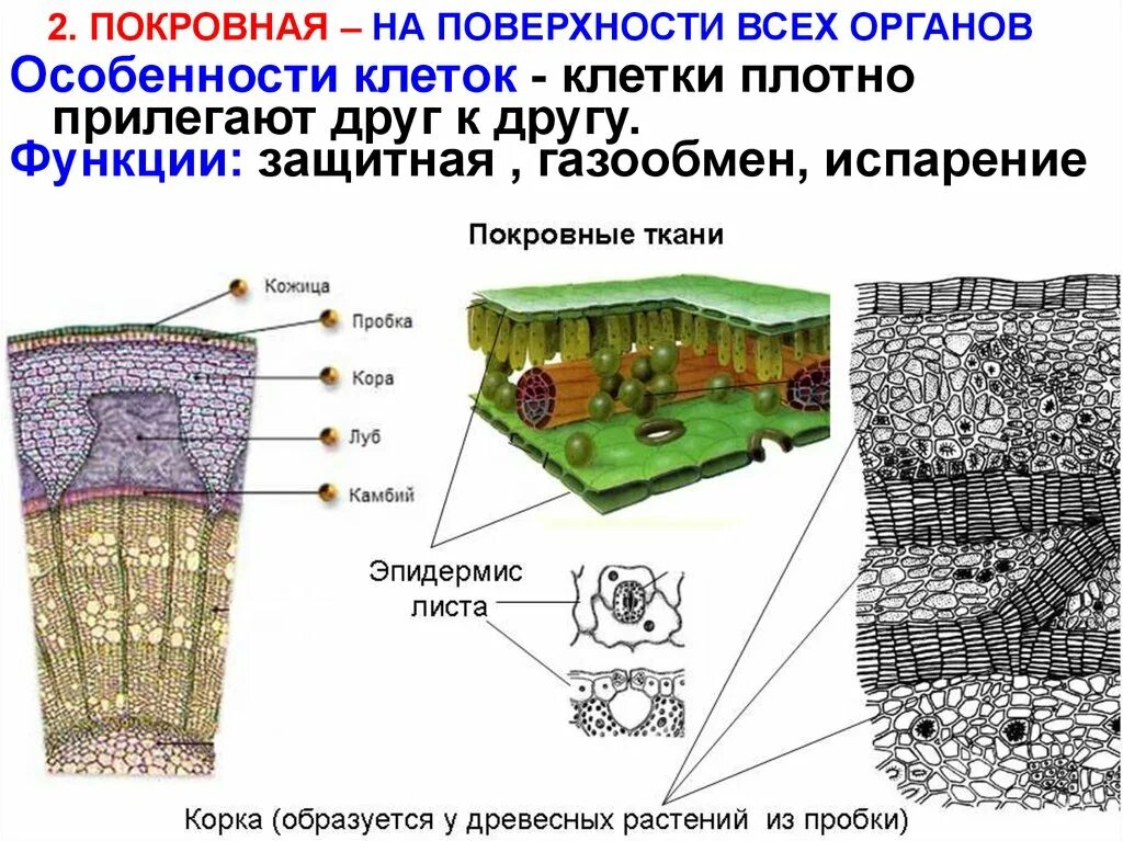 Механические и проводящие ткани растений.