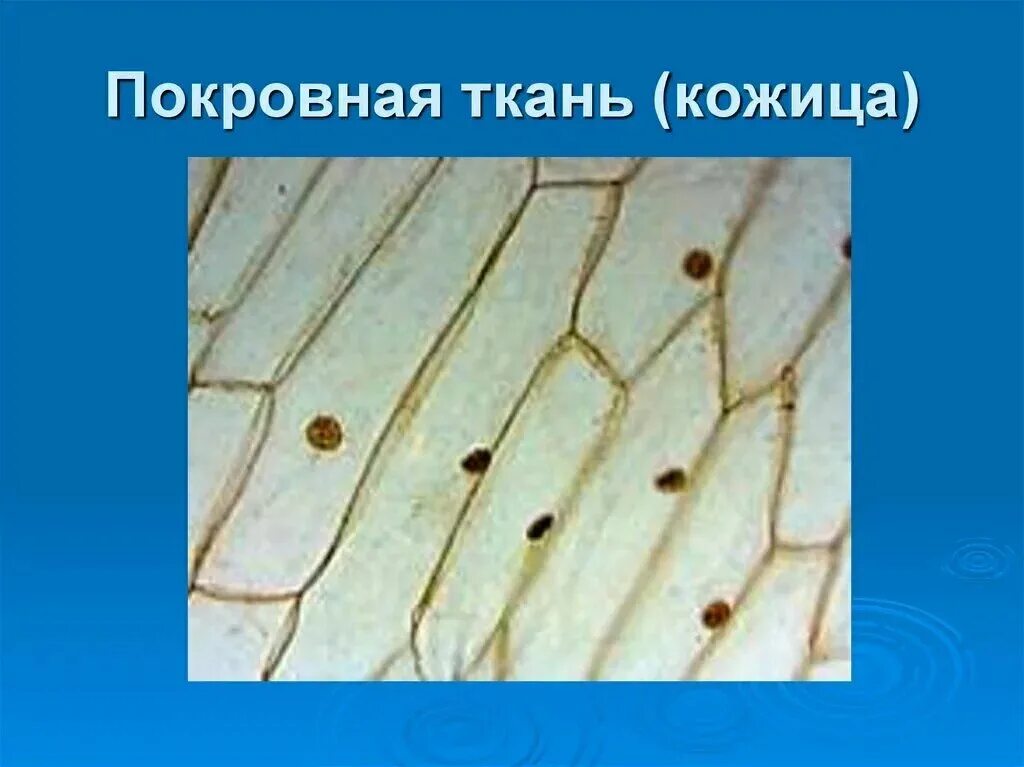 Покровная ткань растений фото понятие о тканях. Виды растительных тканей." - Яндекс Кью