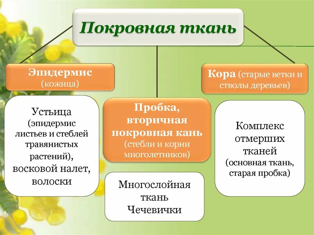 Покровная ткань растений фото Образовательная покровная