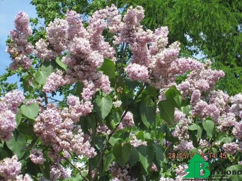 Поль дешанель сирень фото Сирень обыкновенная "Поль Дешанель" (Syringa vulgaris Paul Deschanel) - Лиственн