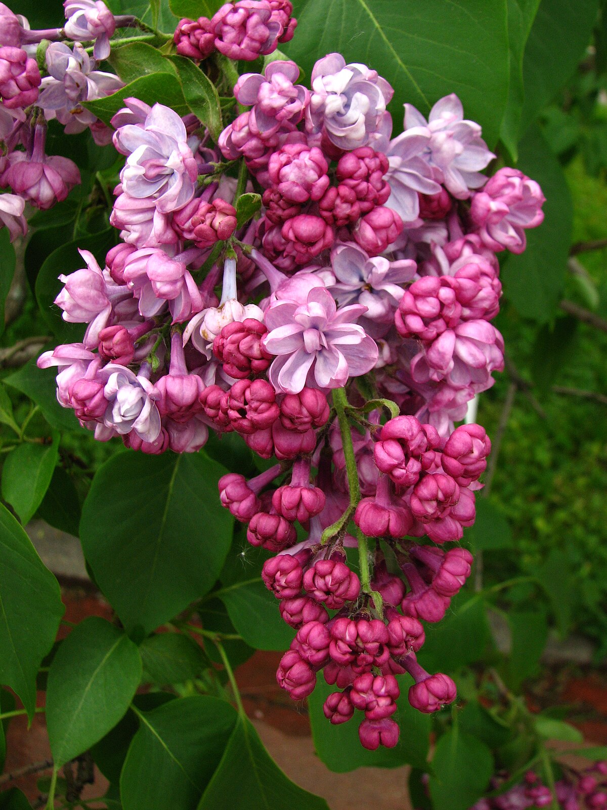 Поль дешанель сирень фото Датотека:Syringa 'Paul Deschanel' 02.jpg - Википедија