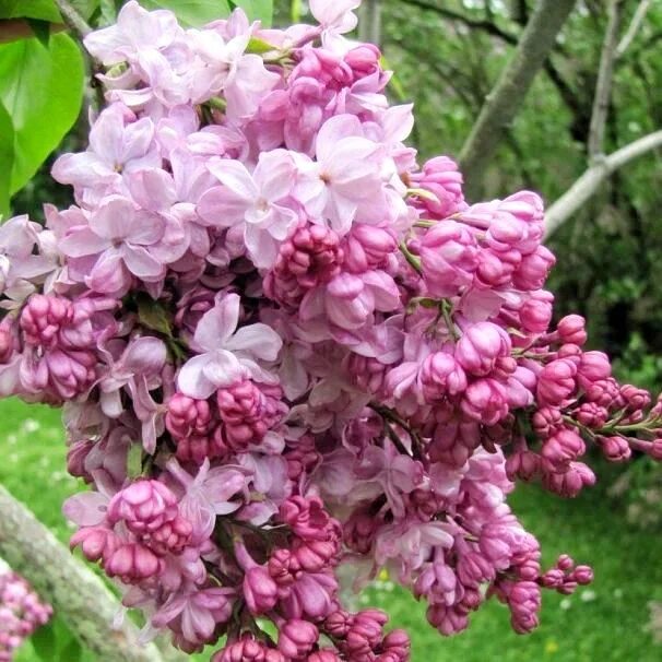 Поль дешанель сирень фото Сирень обыкновенная "Пол Дешанель" (Syringa vulgaris "Paul Deschanel") купить в 