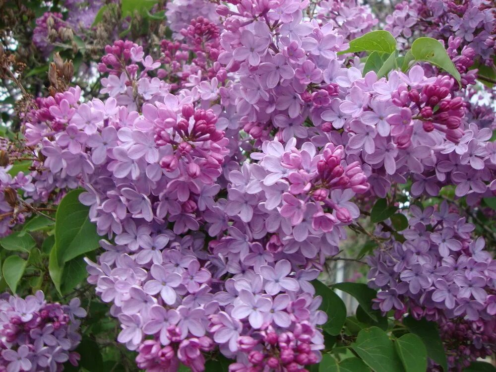 Поль дешанель сирень фото Photo of the bloom of Common Lilac (Syringa vulgaris) posted by Paul2032 (All Th