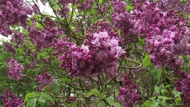 Поль дешанель сирень фото Syringa Vulgaris Video Footage - Browse 1,249 HD Stock Video and Footage Adobe S