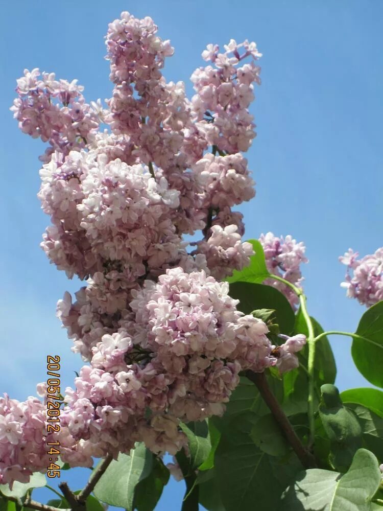 Поль дешанель сирень фото Сирень обыкновенная "Поль Дешанель" (Syringa vulgaris Paul Deschanel) - Лиственн