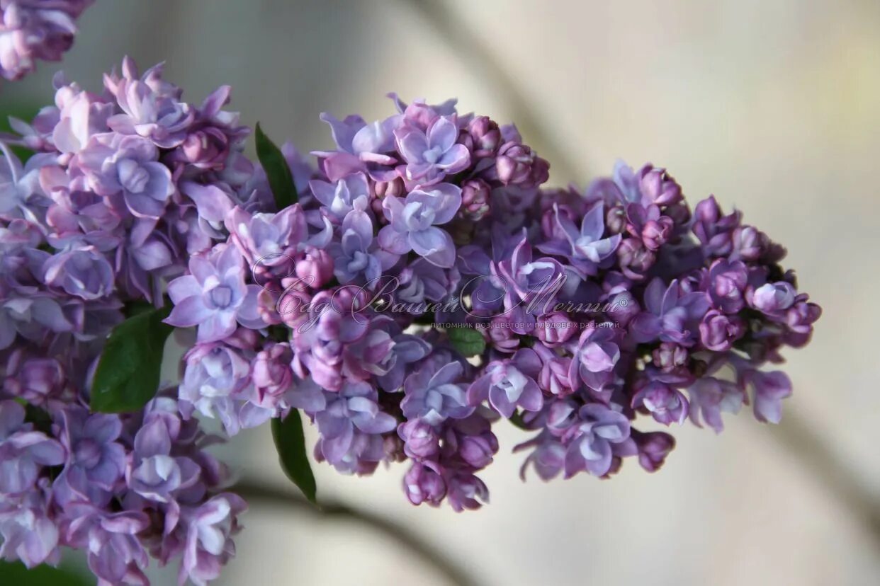 Поль дешанель сирень фото Сирень "Поль Хариот" / Syringa vulgaris "Paul Hariot" - Купить саженцы сирени в 