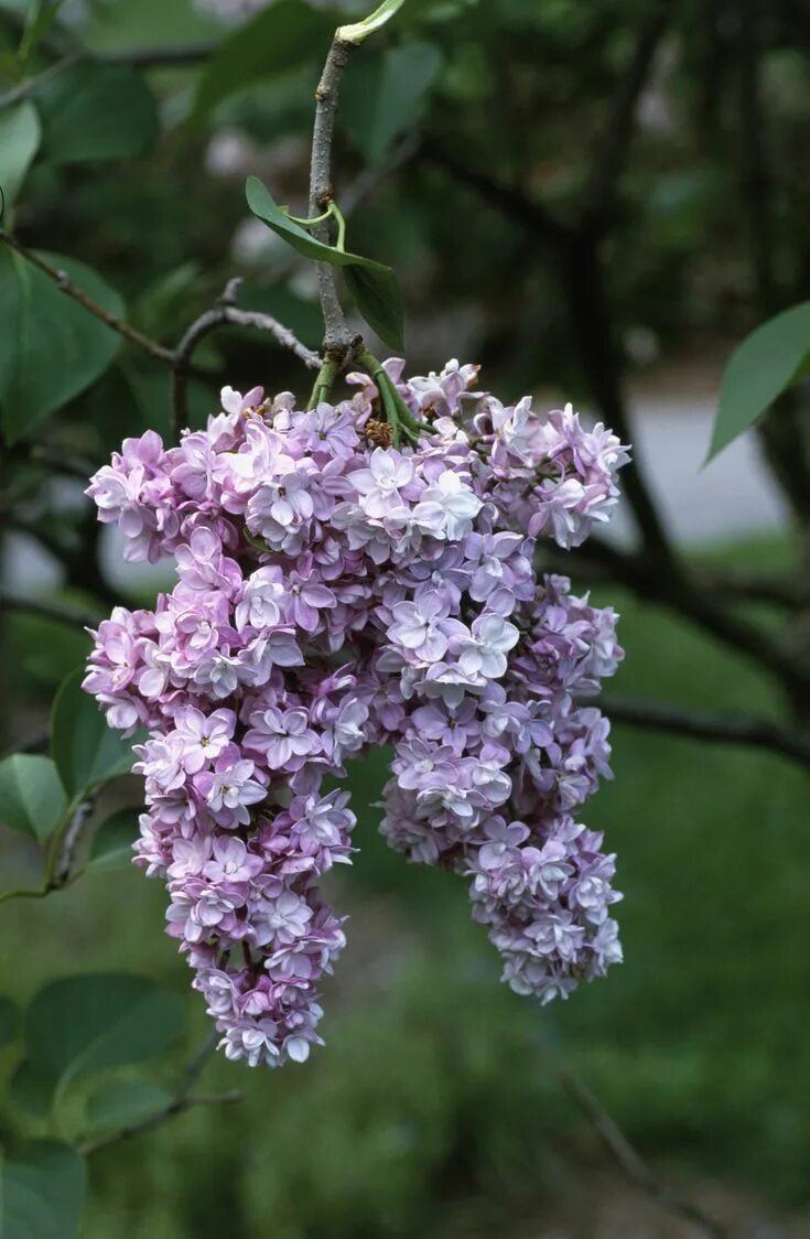 Поль дешанель сирень фото Pair Purple With Any of These Complementary Hues Lilac tree, Lilac bushes, Lilac