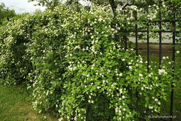 Поль фаргез фото Powojnik - Clematis zielony front Clematis, Snow in summer, Outdoor