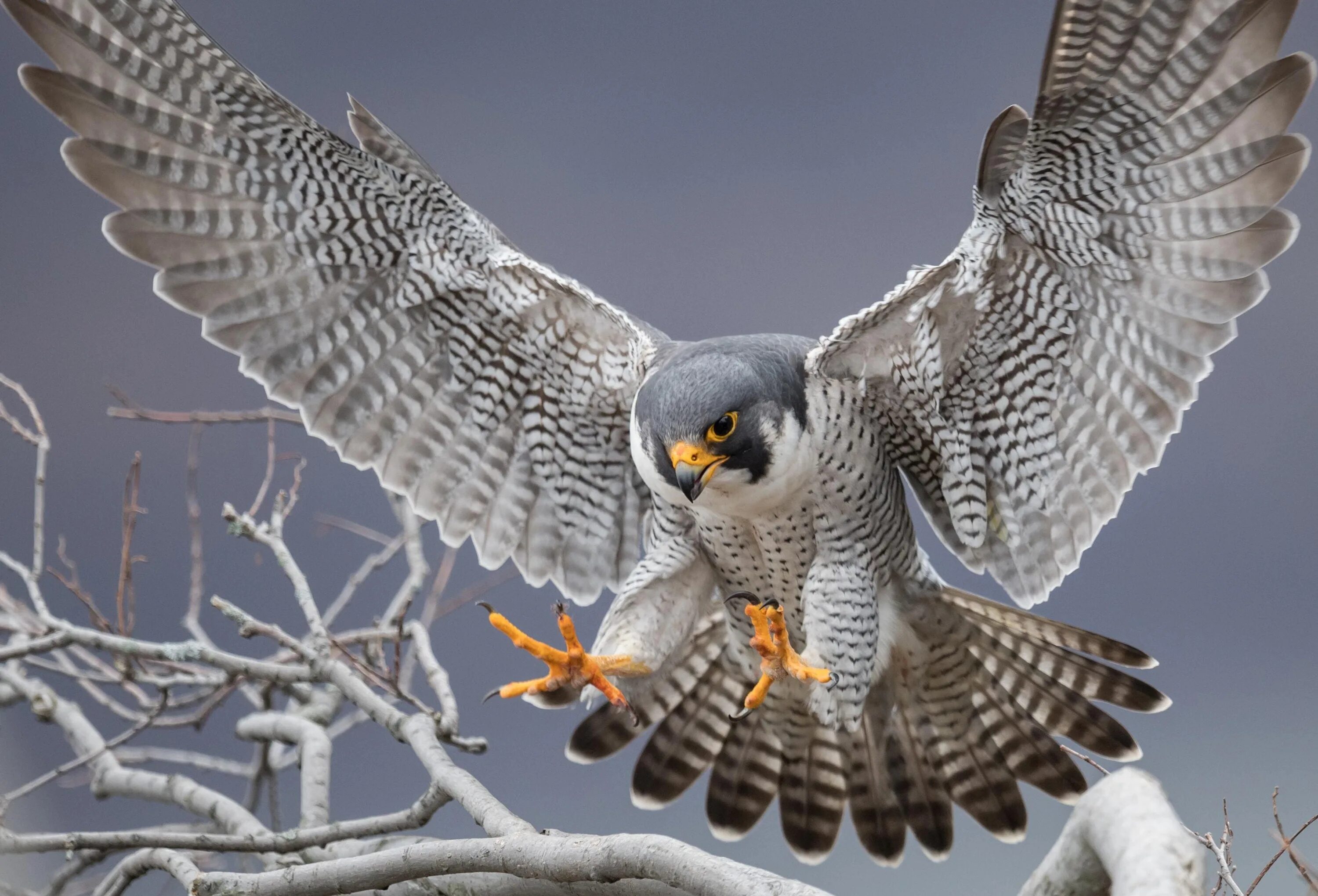 Пол фото птица Falcon Attack: How Peregrine Falcons Maneuver At Nearly 225 MPH