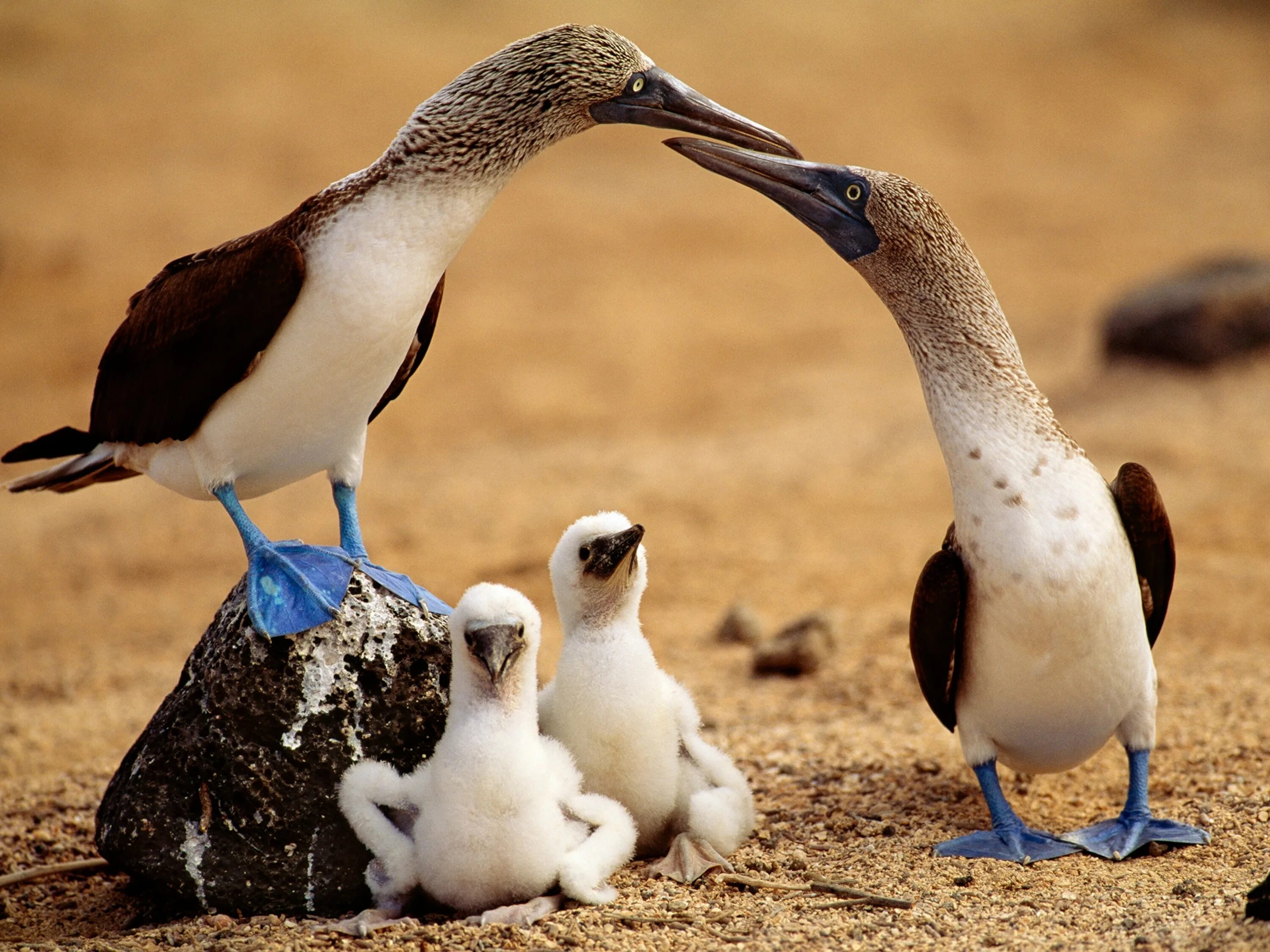 Пол фото птица Blue-Footed Booby Threatened in the Galápagos