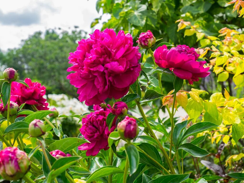 Поль м уайльд пион фото Paeonia lactiflora 'Paul M Wild', 2015 "Paeonia lactiflora. Flickr