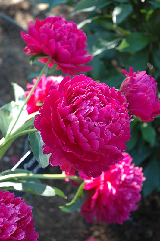 Поль м уайльд пион фото Paul Wild Peony (Paeonia 'Paul Wild') at English Gardens Peonies, hydrangeas, Ga