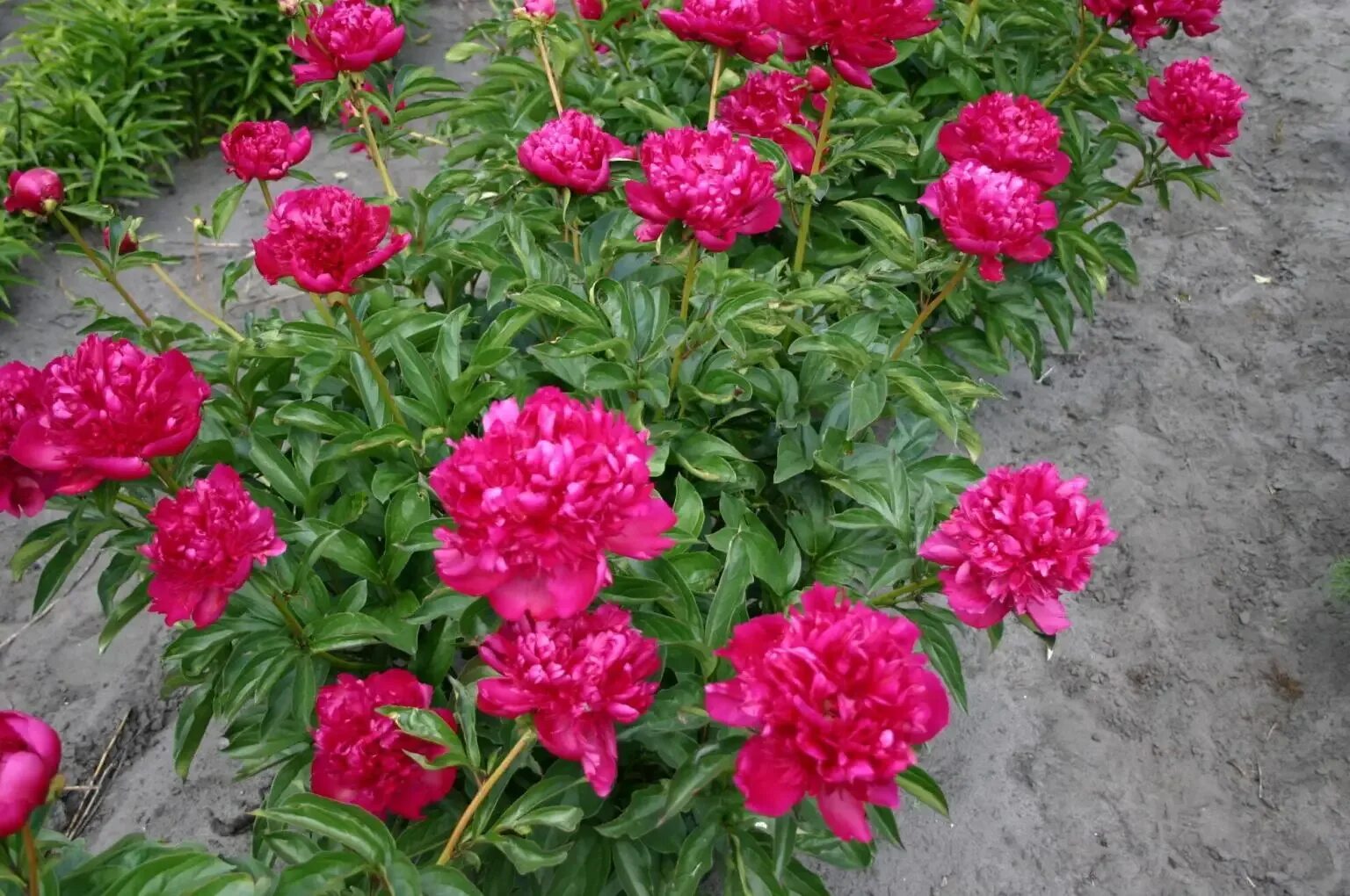 Поль м уайльд пион фото Саженцы Пион Пол М. Уайлд (Paeonia Paul M. Wild), корень для посадки AliExpress