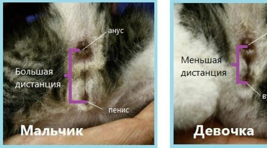 Пол новорожденного котенка фото Как отличить новорожденного котенка мальчика от девочки: основные отличия в 1 ме