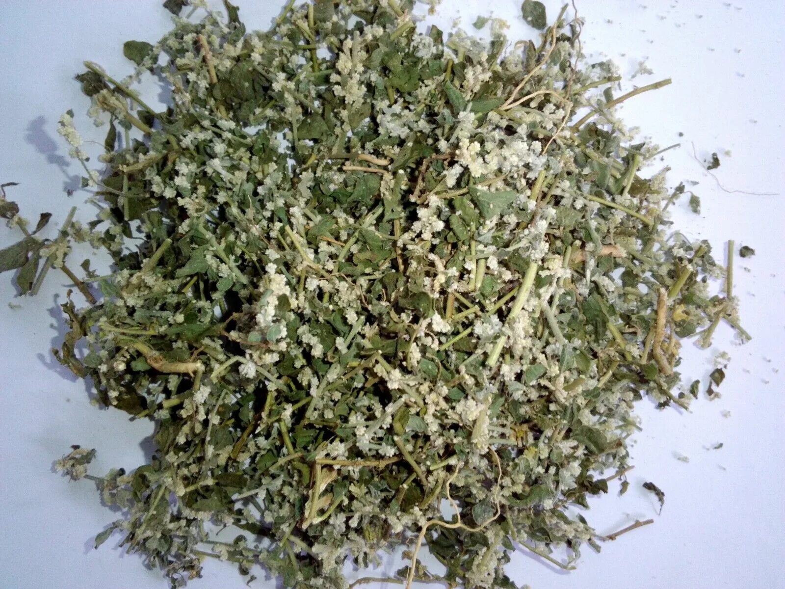 Пол пала трава фото Купить Ceylon Green Exclusive Premium Quality Moroccan Mint заказать с доставкой