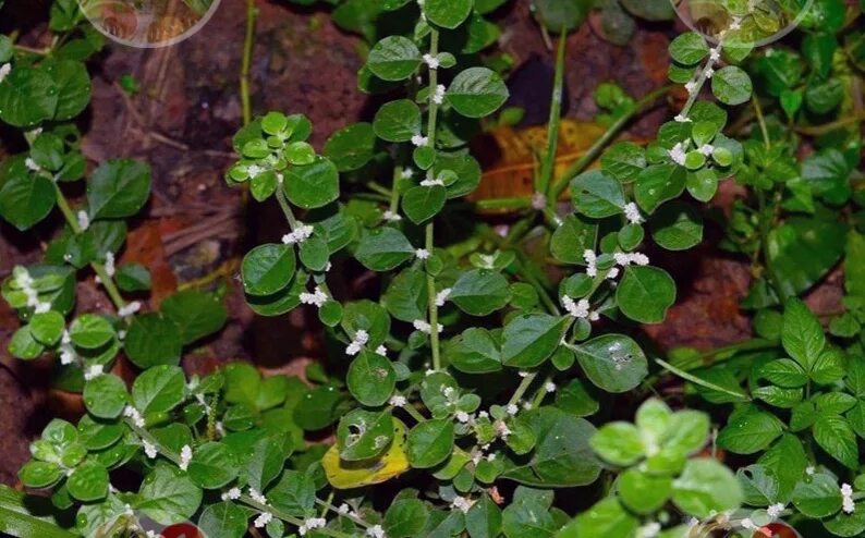 Пол пала трава фото и где Pol-pala will replace the entire pharmacy This herb is a powerful stimulant of s