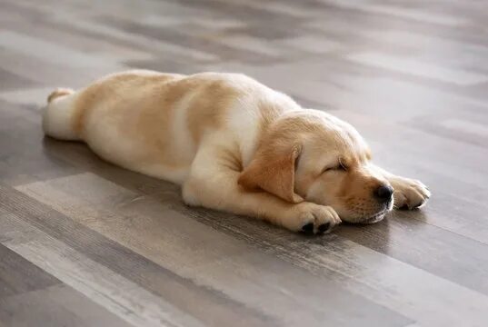 Пол щенков фото Dog On Floor Изображения: просматривайте стоковые фотографии, векторные изображе