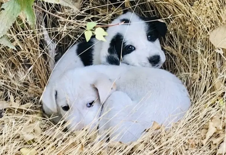 Пол щенков фото How to train two puppies at once