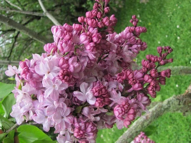 Поль тирион сирень фото и описание Syringa vulgaris 'Paul Deschanel' Flieder