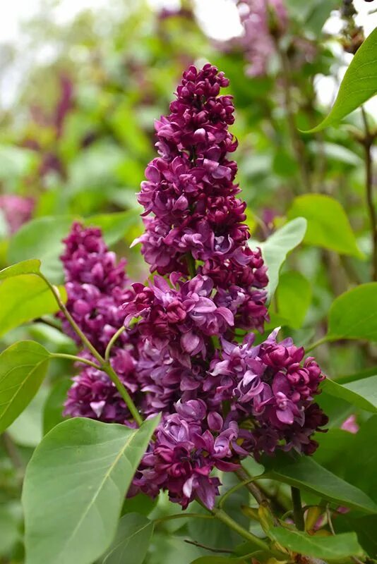 Поль тирион сирень фото и описание Paul Thirion Lilac (Syringa vulgaris 'Paul Thirion') at Connon Nurseries Lilac v