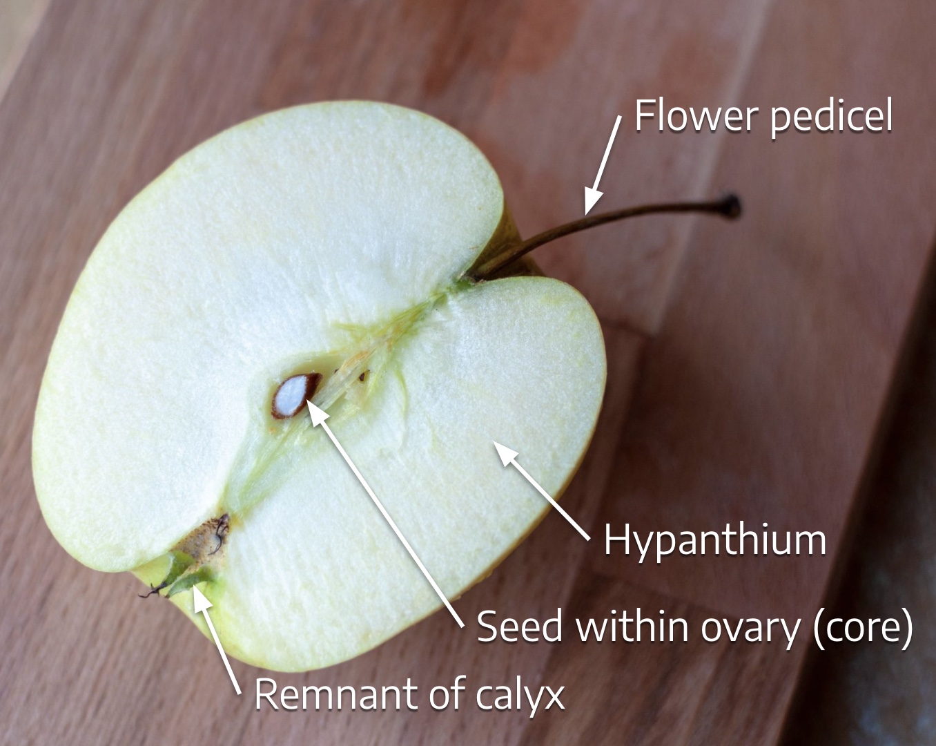 Пол яблока фото 8.1 Fruit Morphology - The Science of Plants