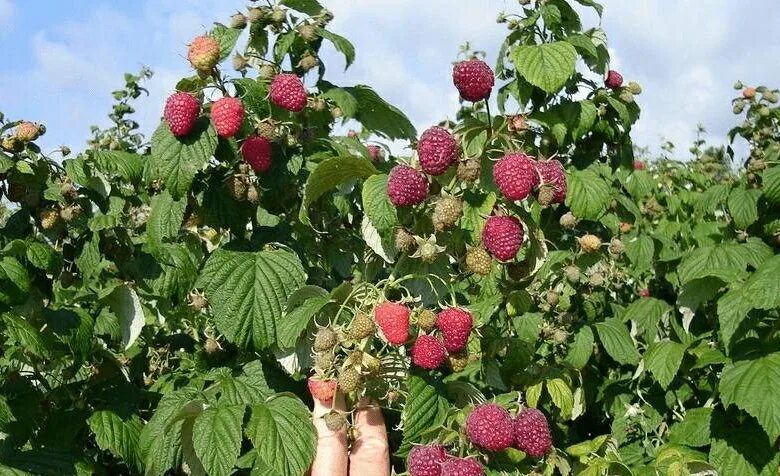 Полана малина описание отзывы сорта фото особенности Малина - купить в Ивановской, цена 20 руб., продано 24 марта 2020 - Продукты пит