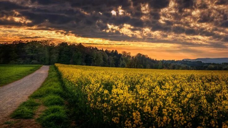 Поле 4к фото Meadows, 5k, 4k wallpaper, 8k, wildflowers, sunset, trees (horizontal)