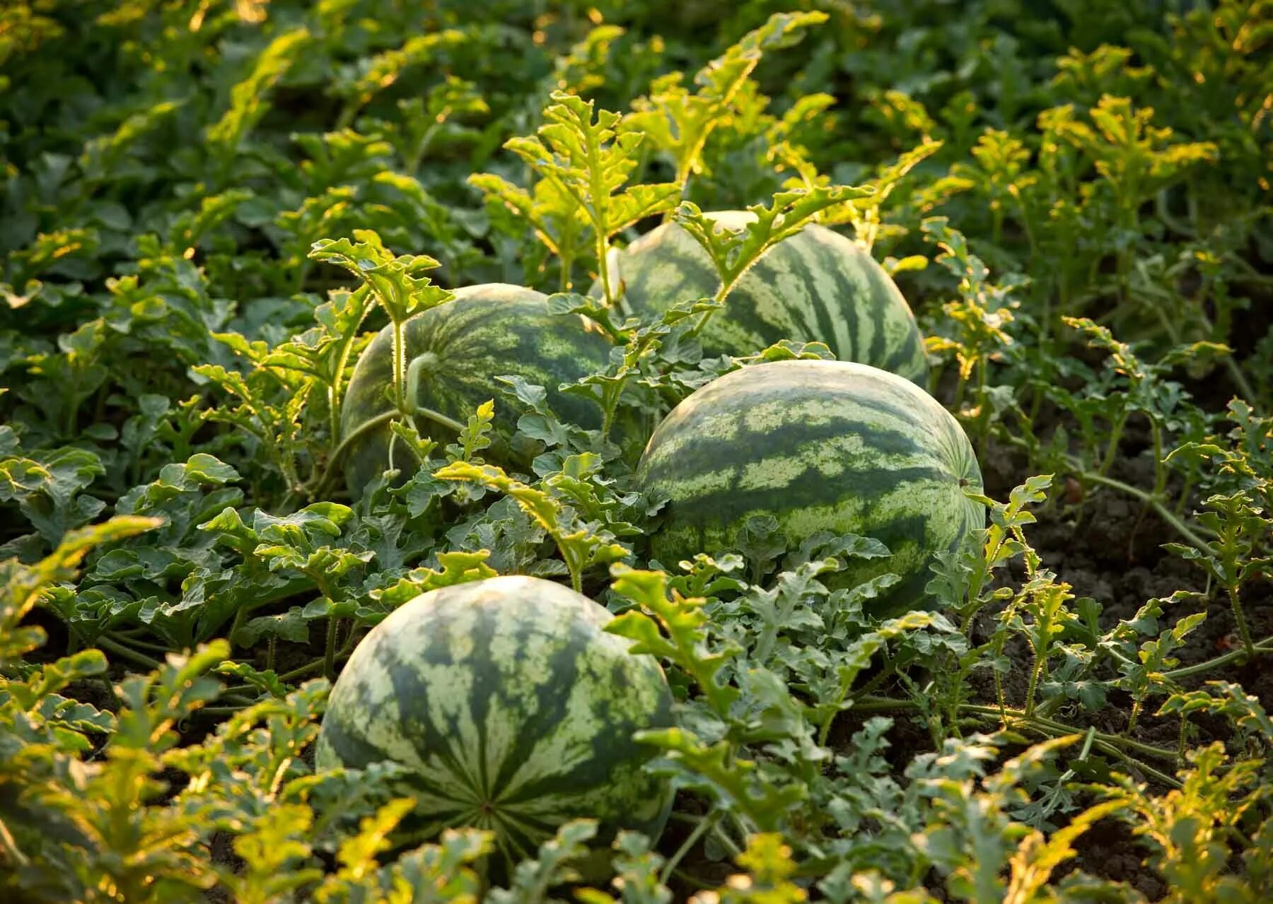 Поле арбузов фото Watermelon Planting How to Grow Watermelons How to grow watermelon, Watermelon p