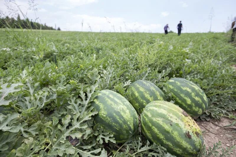 Поле арбузов фото 5,867 Melon Watermelons Stock Photos - Free & Royalty-Free Stock Photos from Dre