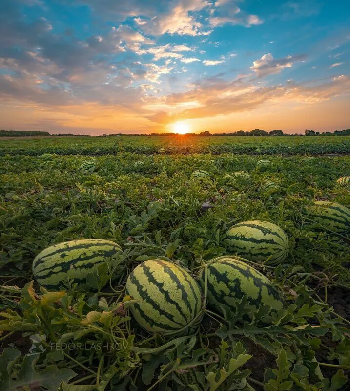 Поле арбузов фото Арбузы на закате Watermelon farming, Urban garden, Fruit garden