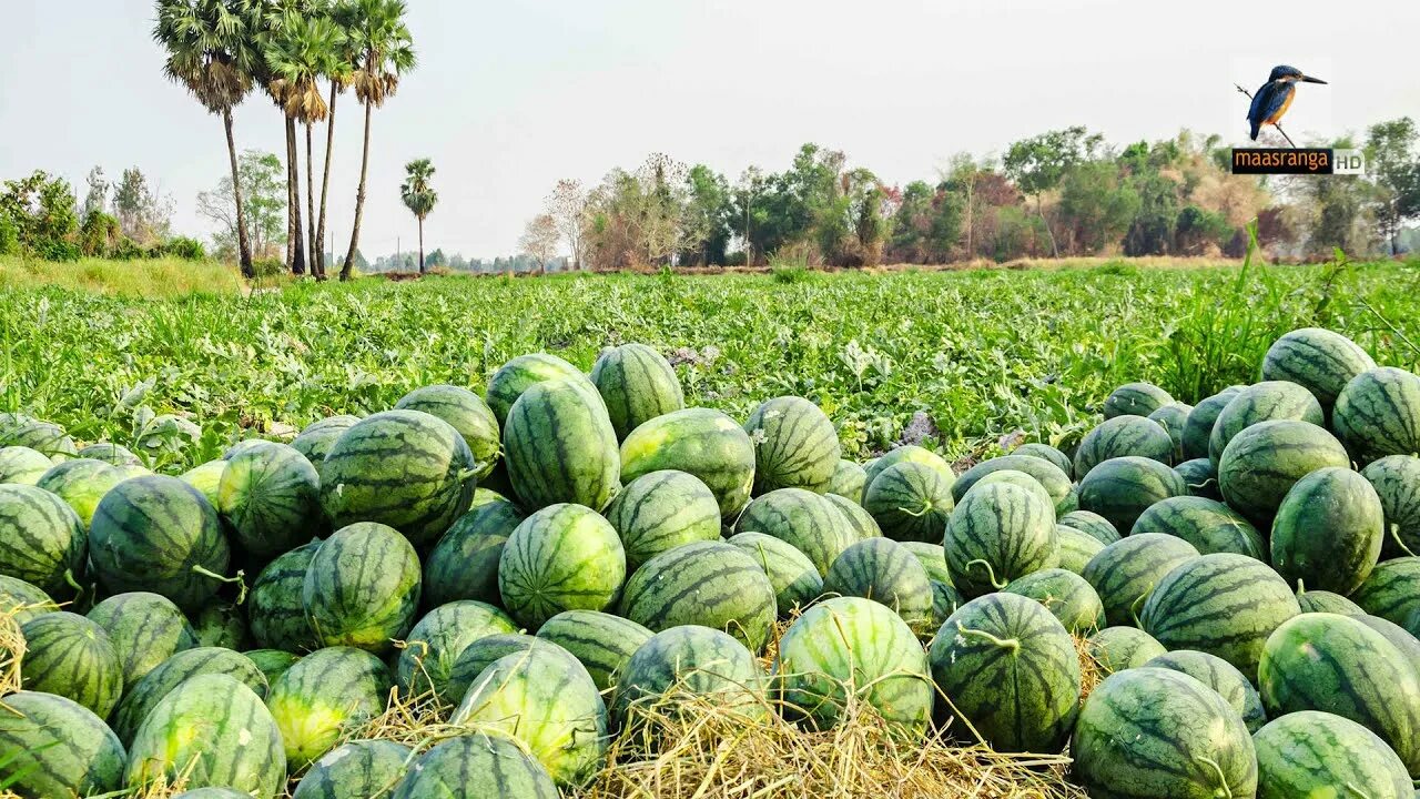 Поле арбузов фото তরমুজ চাষে খুলনার উপকূলীয় এলাকায় বেড়েছে কর্মসংস্থান Watermelon Cultivation Syste