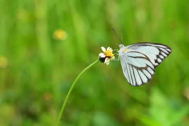 Поле бабочек фото Butterfly on a Flower Butterfly on flower, Summer garden, Summer