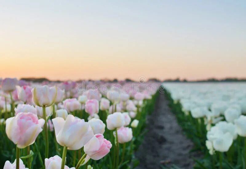 Поле белых цветов фото Sky, Flower, Plant, Sunlight Picture. Image: 101930414