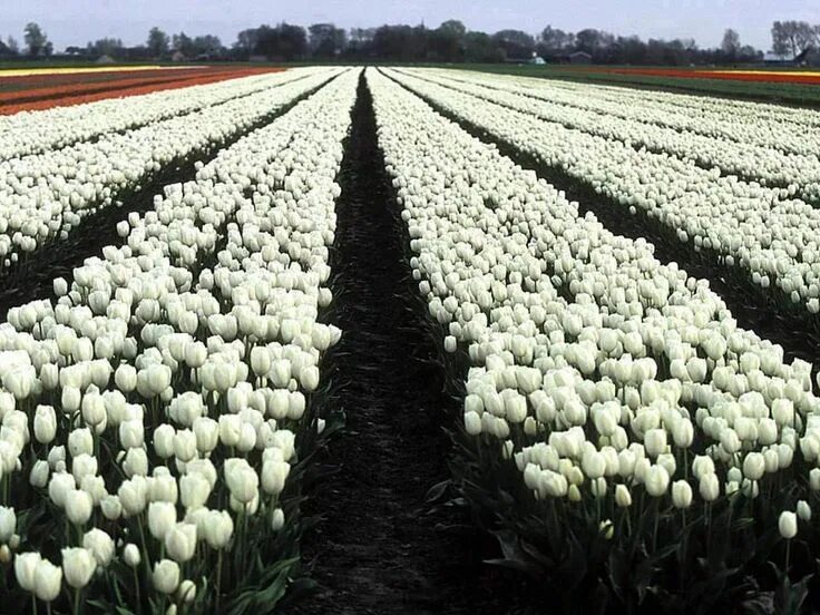 Поле белых цветов фото Pin by Ez a tuti on A Virágok / Flowers Plant life, White tulips, Tulips