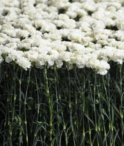 Поле белых цветов фото Mary Katranzou S/S 2012 Runway White flowers, Flowers, Beautiful flowers