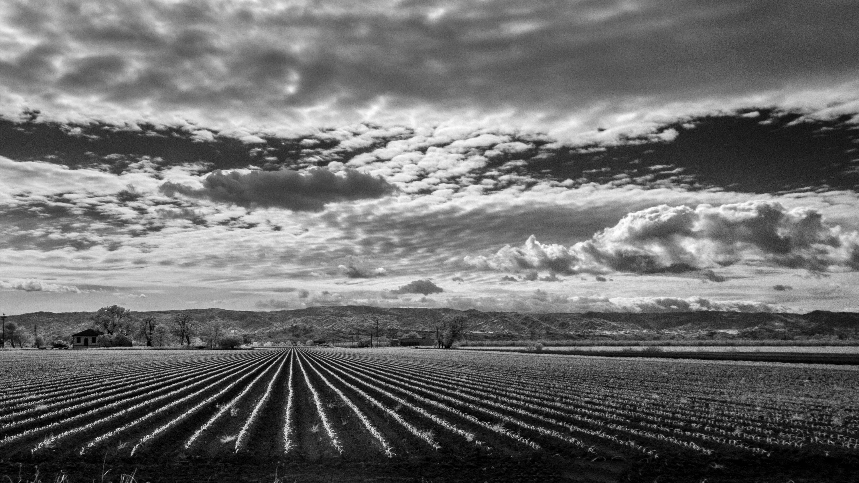 Поле чб фото Free Images : horizon, cloud, black and white, sky, track, field, farm, agricult