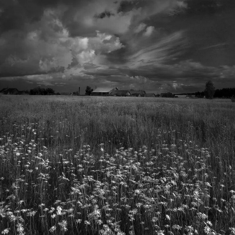 Поле чб фото Ромашковое лето. Photographer Alekseev Dmitriy