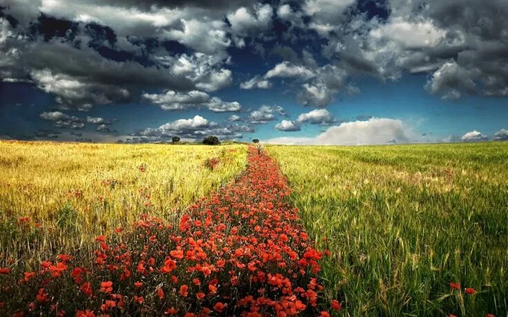 Поле днем фото take a walk Sky and clouds, Cloud wallpaper, Poppy field