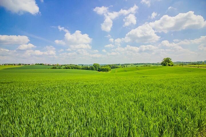 Поле днем фото Download free media from PICNIC-Foto Pixabay Summer landscape, Landscape, Sky im