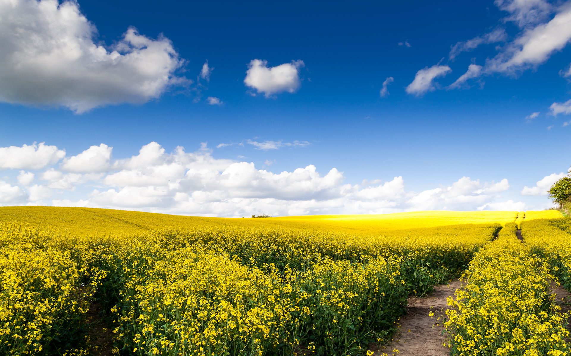 Поле днем фото The Golden Fields of May By Luziferian - Desktop Wallpaper