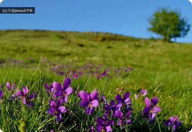 Поле фиалок фото фиалка трехцветная, анютины глазки (viola tricolor l. ) - Правильная дача