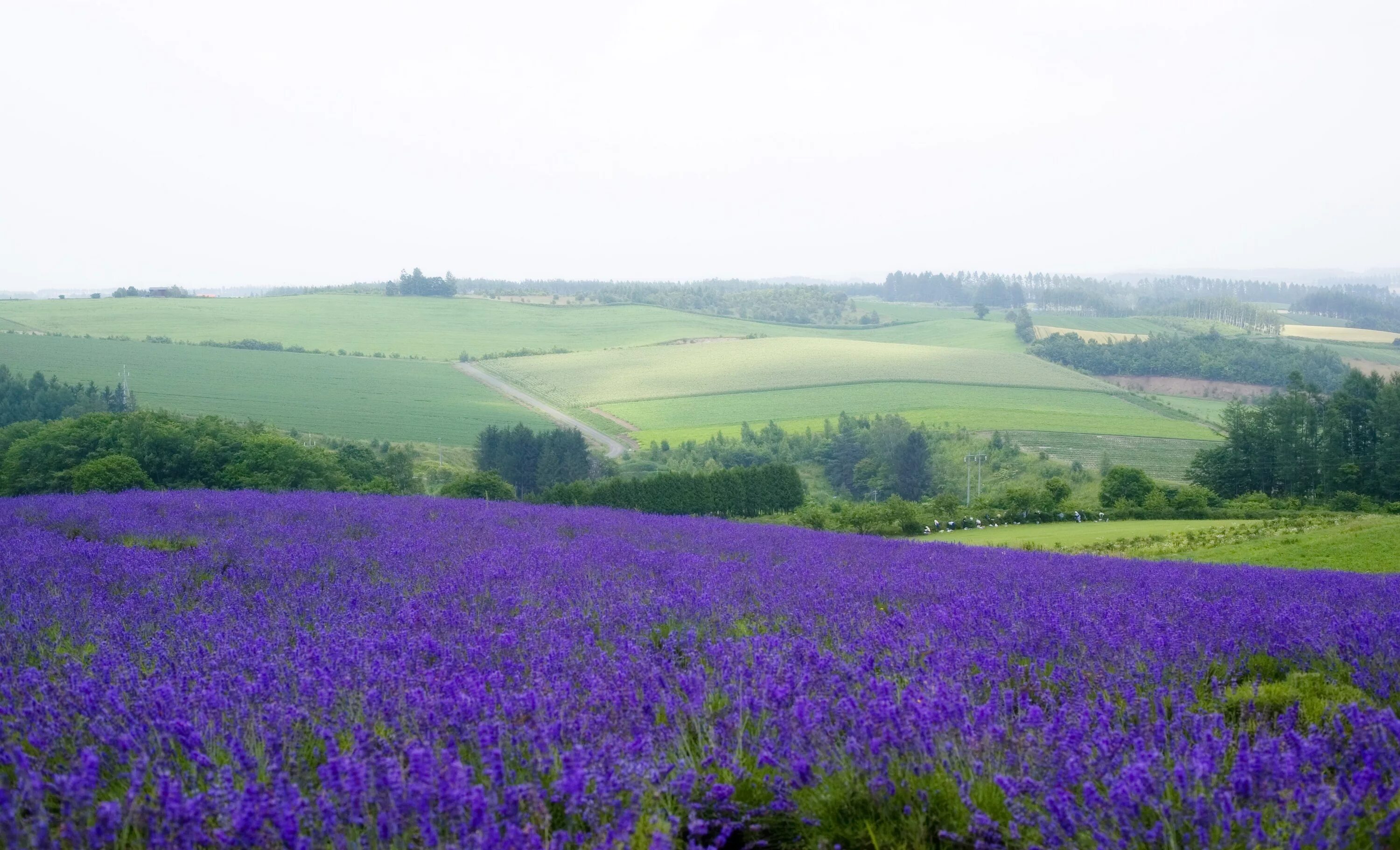 Поле фиалок фото Yun Free Stock Photos : No. 3126 A lavender field Japan / Hokkaido