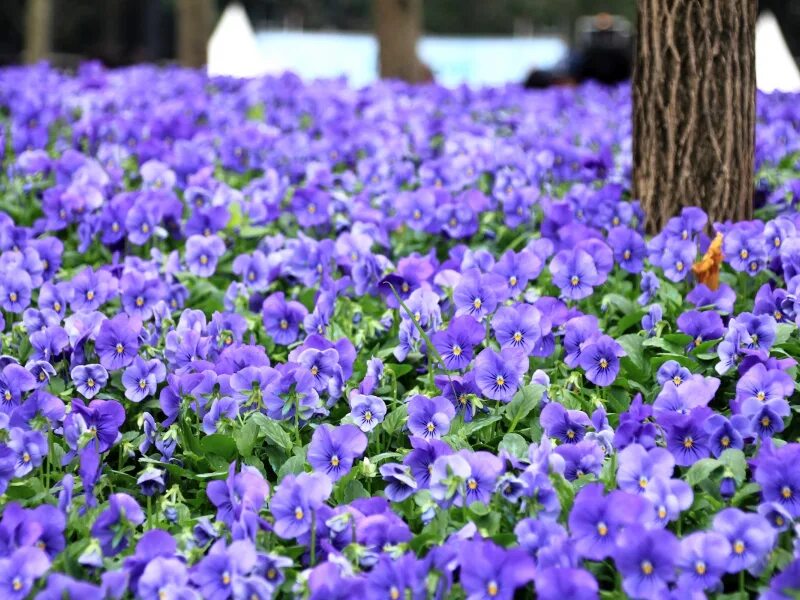 Поле фиалок фото Картинка на рабочий стол виола, анютины глазки, поляна, фиолетовый 800 x 600