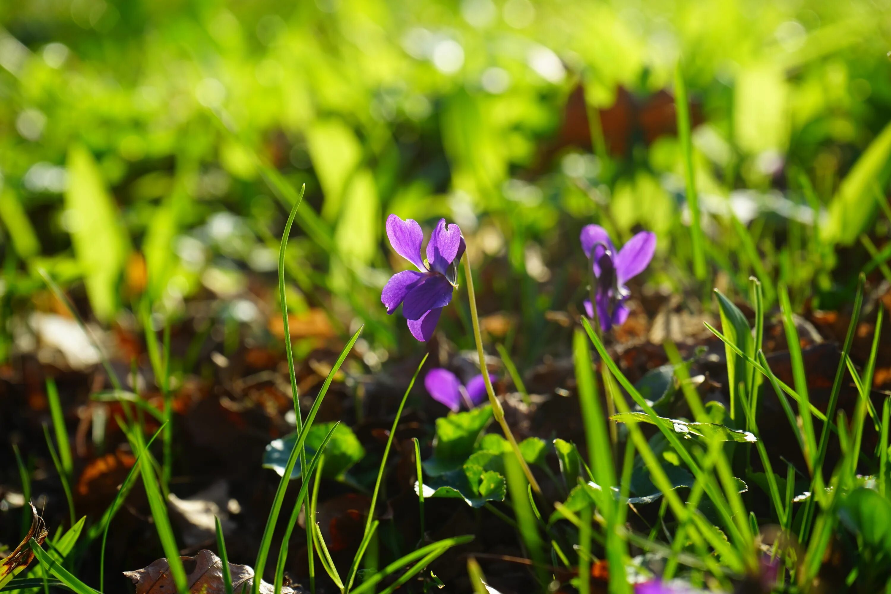 Поле фиалок фото Free Images : nature, forest, blossom, field, lawn, meadow, sunlight, leaf, flow