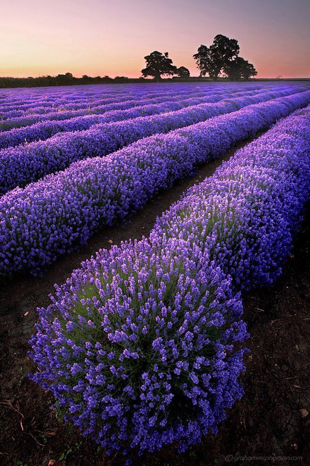 Поле фиолетовых цветов фото Travel Monday's: Lavender Fields in Provence, France1966 Magazine Lavender field