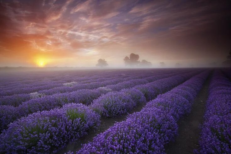 Поле фиолетовых цветов фото All sizes Lavender Sunrise Flickr - Photo Sharing! Фотография заката, Пейзажи, К