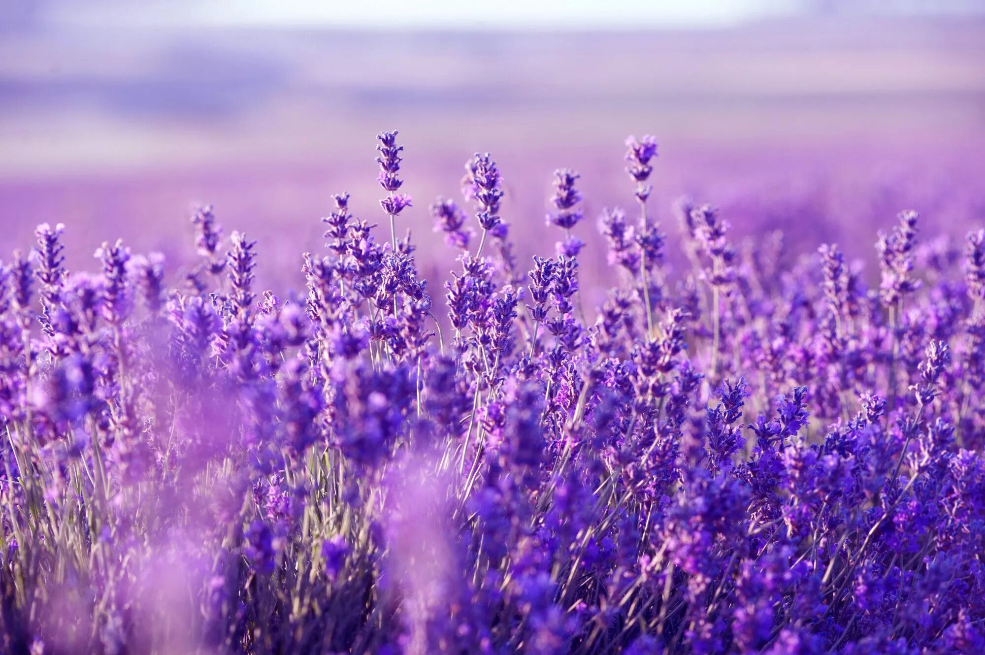 Поле фиолетовых цветов фото Lavender Wallpapers High Quality Download Free Purple flowers, Lavender, Lavende