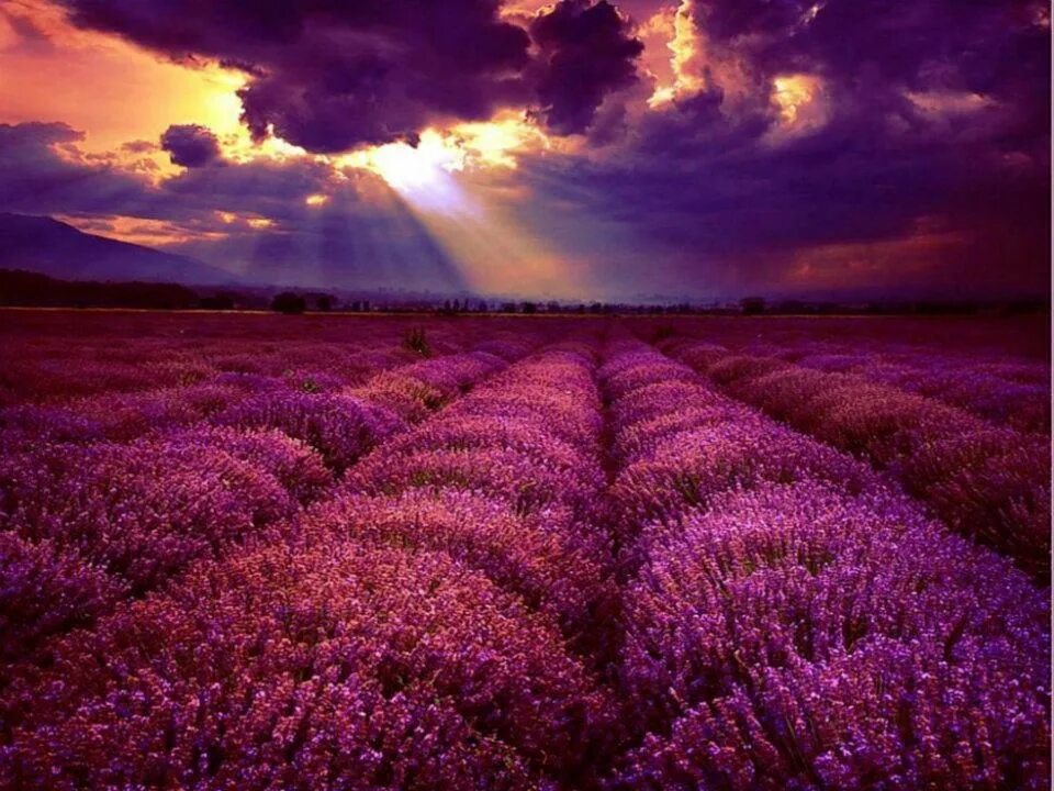 Поле фиолетовых цветов фото Details. in 2019 Lavender fields, Field wallpaper, Beautiful